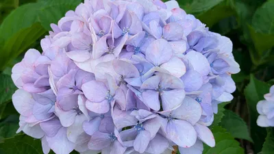 藤色の紫陽花①(横)