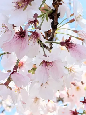 桜の傘