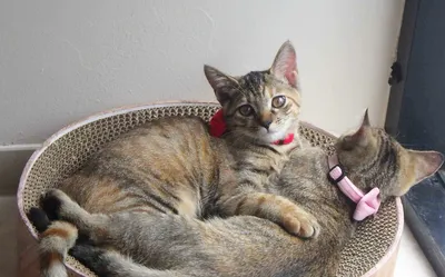 仲良し子猫たちのリラックスタイム