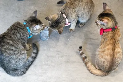 猫たちの親子団らん