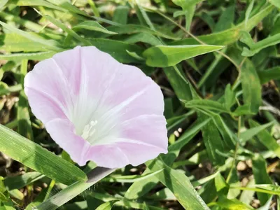 淡い色のヒロハヒルガオの花