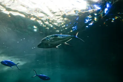 静寂に泳ぐ海の魚たち