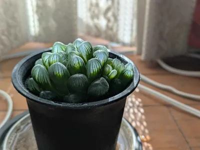 黒い鉢に茂るハオルチア