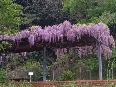 花ざかり藤の花
