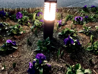 足元灯が照らす夜のパンジー花壇