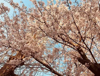 勝山公園・桜