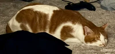 ねこ