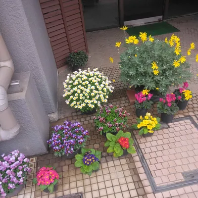 店先の花