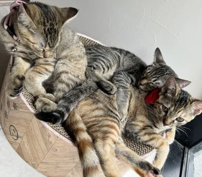 眠る三匹の子猫たち
