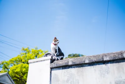 青空の下でくつろぐ猫