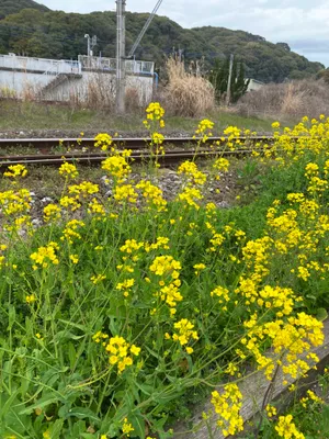 線路の側に咲く菜の花