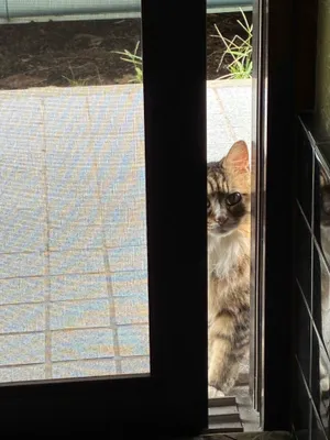 玄関入口で待っている猫