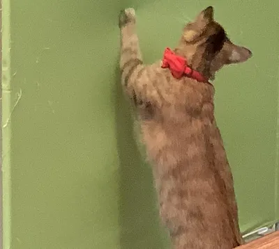 緑の壁に前足をかけて見上げる猫