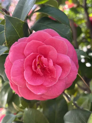 山茶花の雫