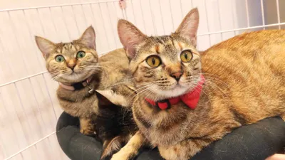 カメラ目線ねこ