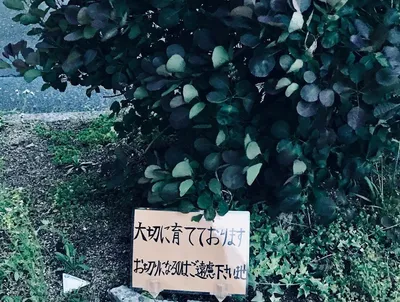 叫び