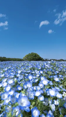 青空に広がるネモフィラの花畑