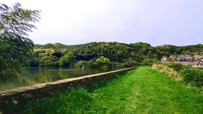 ため池の堤に続く草の道