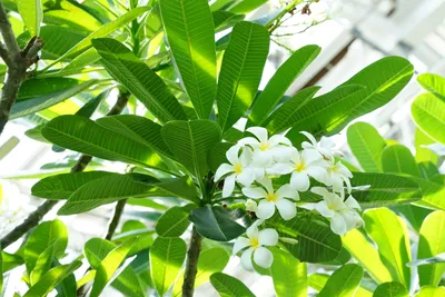 瑞々しいプルメリアの花と緑の葉