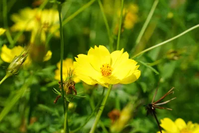 鮮やかな黄色のコスモスの花
