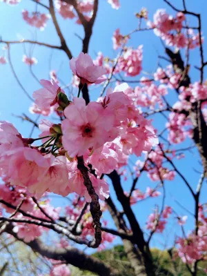 青空に広がるピンクの桜