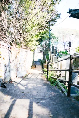 木漏れ日の小道と静かな風景