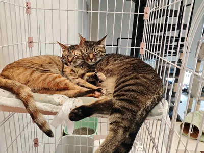 寄り添う二匹の猫の安らぎ
