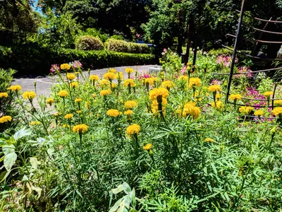 公園の花壇に咲くマリーゴールド