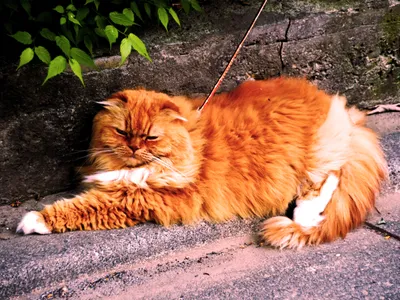 石段で寝そべる長毛の茶猫