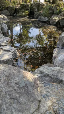 庭園の池