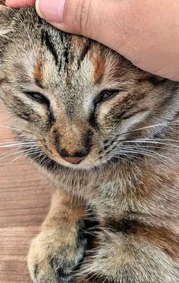 優しい手と猫の温かな時間