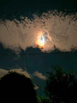 綺麗な夜空と木