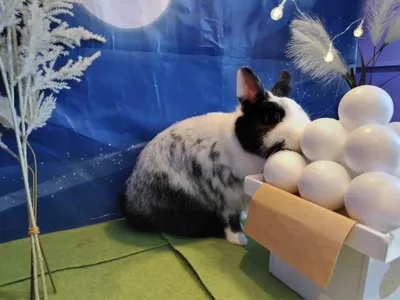 お月見
