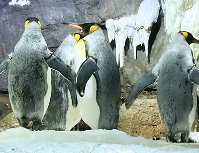 20260805＿オウサマペンギン画像修正