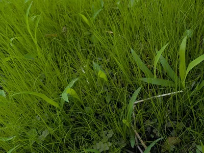 草