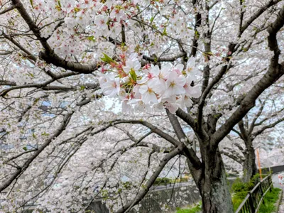 桜