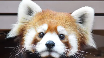 愛らしいレッサーパンダの顔アップ