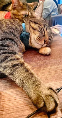 くつろぐ2匹の猫の昼寝タイム