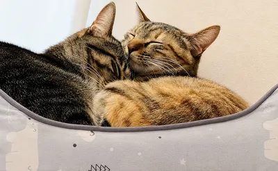 仲良し猫たちの心温まる昼寝