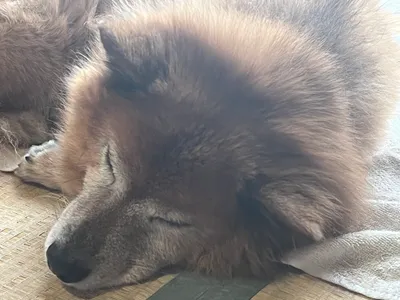 寝落ち