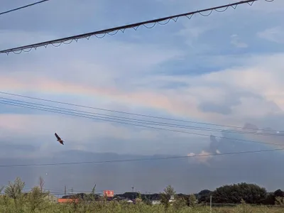 鷹と虹