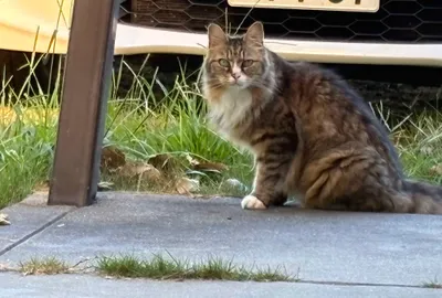 こちらを見る猫
