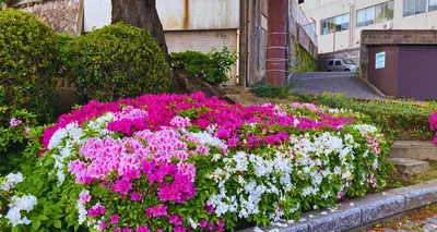 つつじの花壇