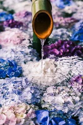色とりどりの紫陽花と竹の水流
