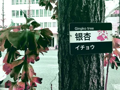 銀杏2