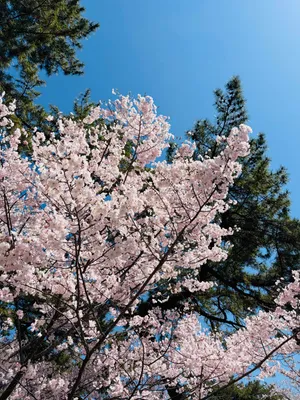 ビビットカラーの桜