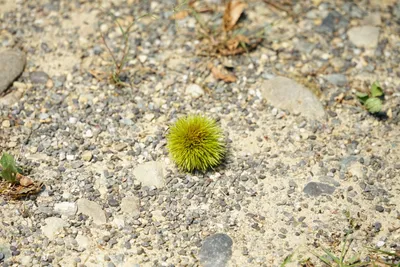 自然に落ちた緑の栗の毬