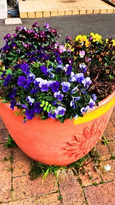 公園の花
