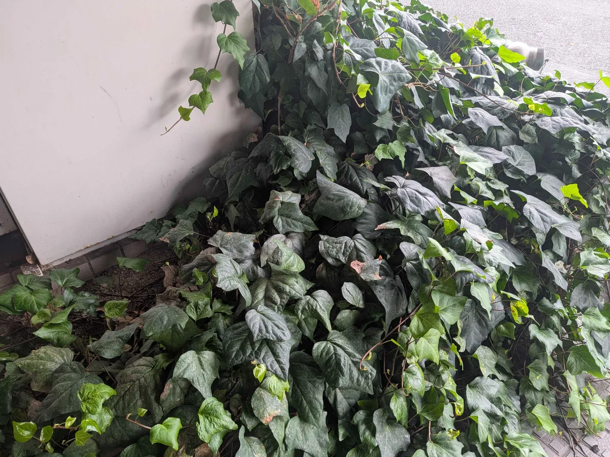 草とつた