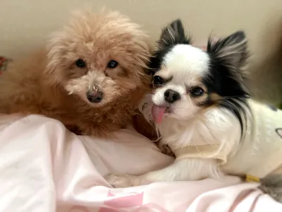 チワワ-トイプードル-多頭飼い